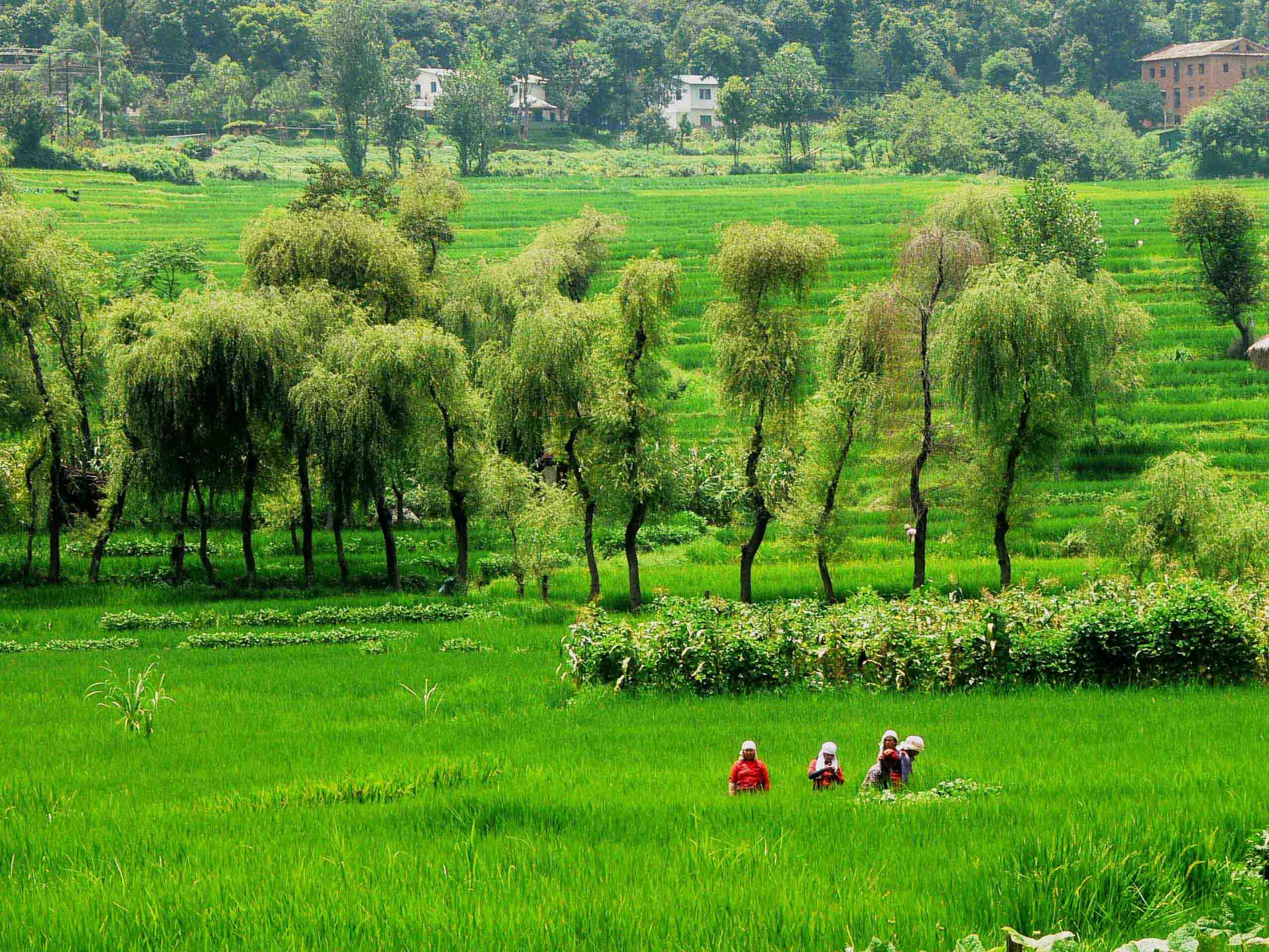 Kathmandu rice fields