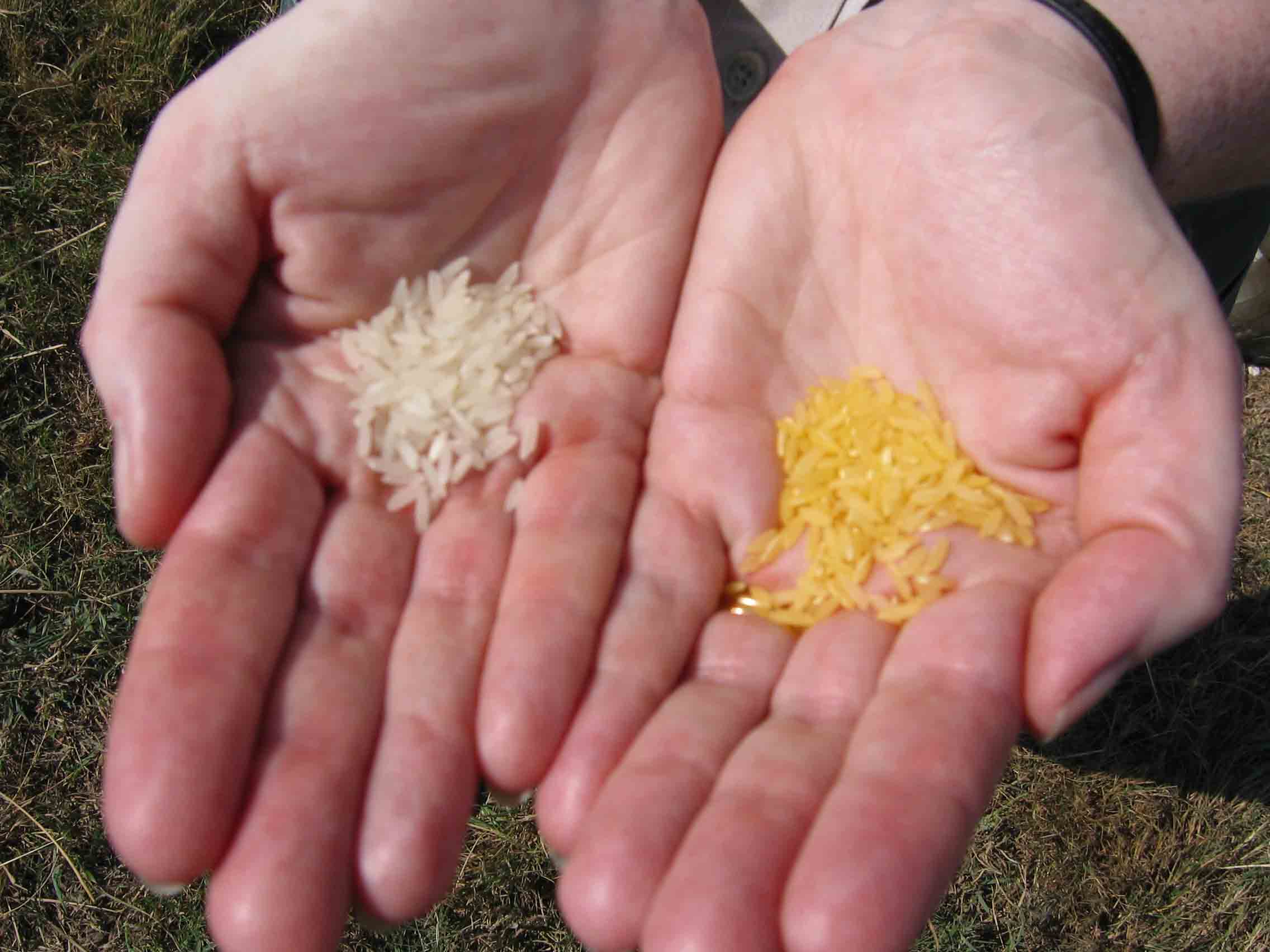 Golden Rice Photos
